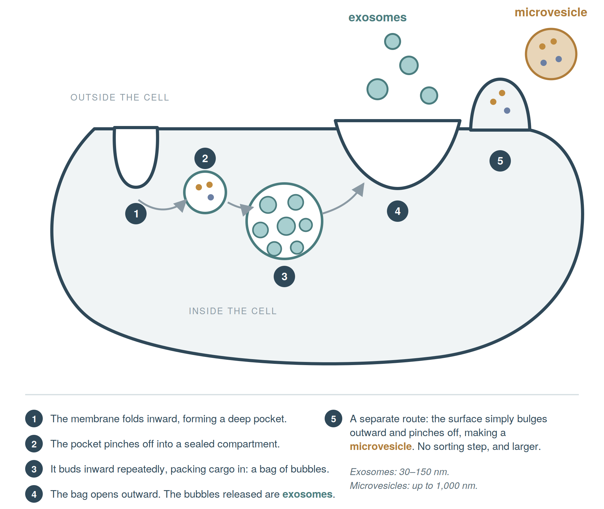 Exosomes: what is real, what is promising, and what is being sold 1 Diagram showing two ways a cell releases vesicles: inward folding producing exosomes, and outward budding producing a larger microvesicle